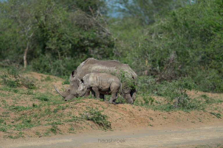7_karinhaasbroek-com_african-wildlife_kwazulu-natal__dsc0202